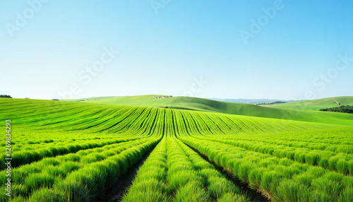 Wallpaper Mural Vast green asparagus field under blue sky, rich agricultural landscape Torontodigital.ca