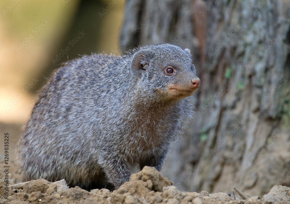 mongoose up close