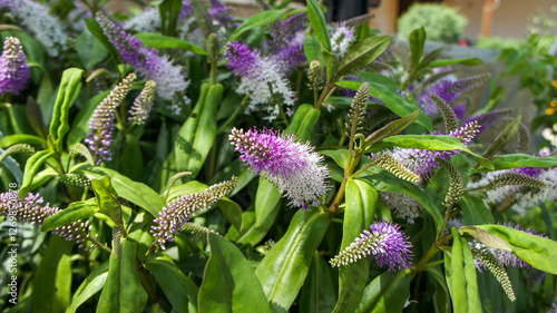 Veronica salicifolia or Hebe salicifolia, the koromiko or willow-leaf hebe, is a flowering plant in the family Plantaginaceae, flower in the garden and landshaft design