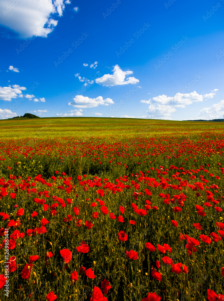 amazing blooming red poppy flowers on the field, unbelievable summer scene, Italy, Europe amazing blooming red poppy flowers on the field, unbelievable summer scene, Italy, Europe
