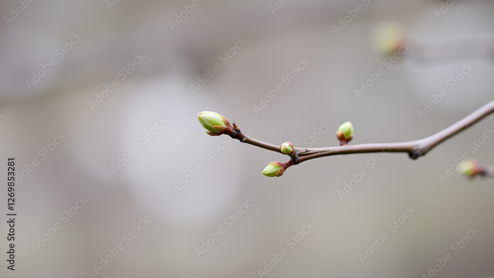 Buds on a tree in spring, blurred background Buds on a tree in spring, blurred background