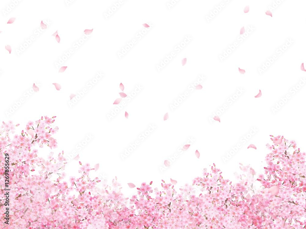 Beautiful light pink cherry blossoms and petals spring white background animation. 美しい桜と花びらが散るアニメーション Beautiful light pink cherry blossoms and petals spring white background animation. 美しい桜と花びらが散るアニメーション