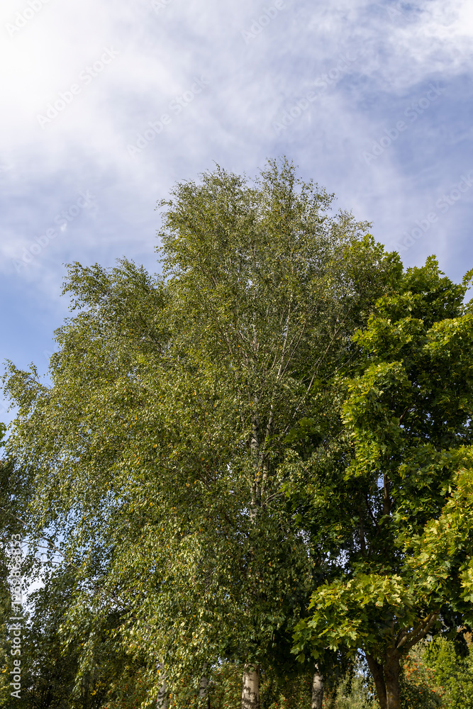 tall birches in sunny weather in early autumn tall birches in sunny weather in early autumn