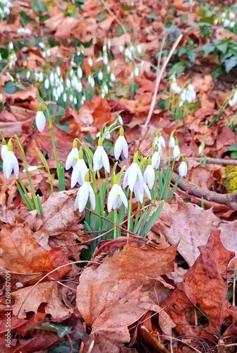 Snowdrop flower  brown green color spring time flowers 