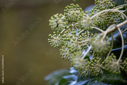 A blooming paperplant (fatsia japonica, fatsi, false castor oil plant,Japanese aralia) along a path in a nature preserve. photo