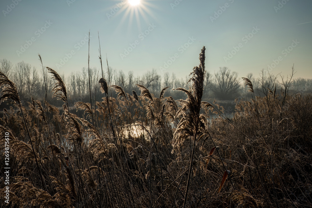 Fototapeta premium Frosty reeds in winter sunlight by a river 
