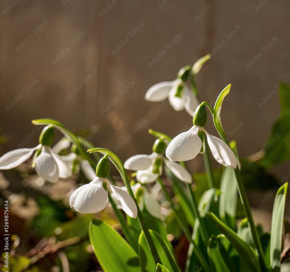 Snowdrops blooming in early spring sunlight
Snowdrops blooming in early spring sunlight
