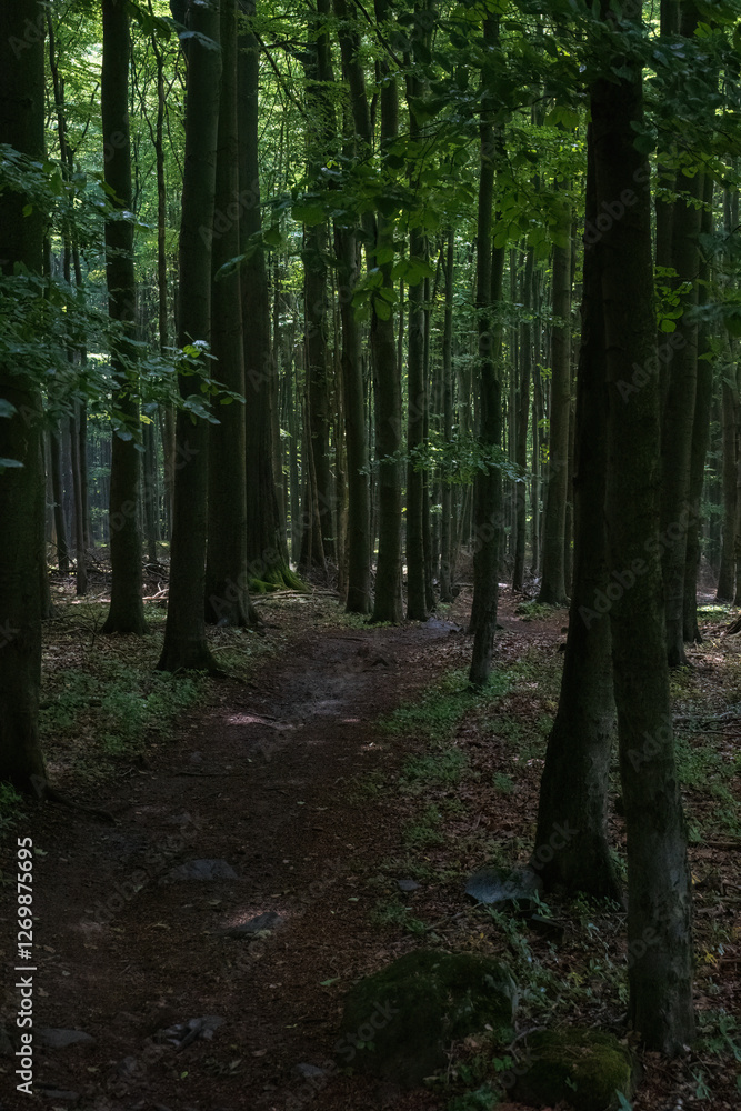 Forest path surrounded by tall trees
Forest path surrounded by tall trees