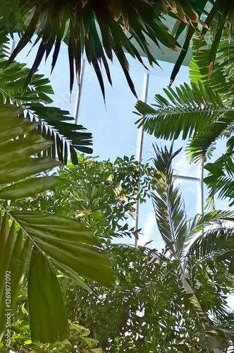 coconut palm tree's tropical flora paradise green 