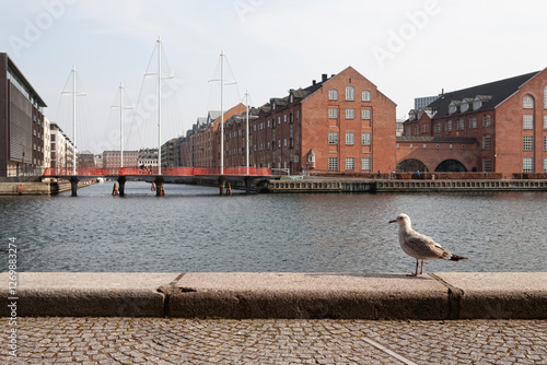 Photography Seagull's weekdays