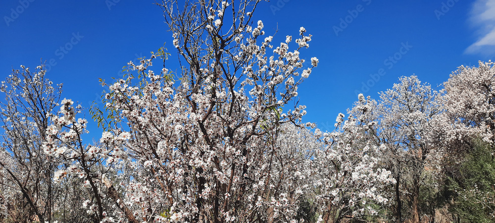 The Arrival of Spring: Almond Tree Blossoms The Arrival of Spring: Almond Tree Blossoms
