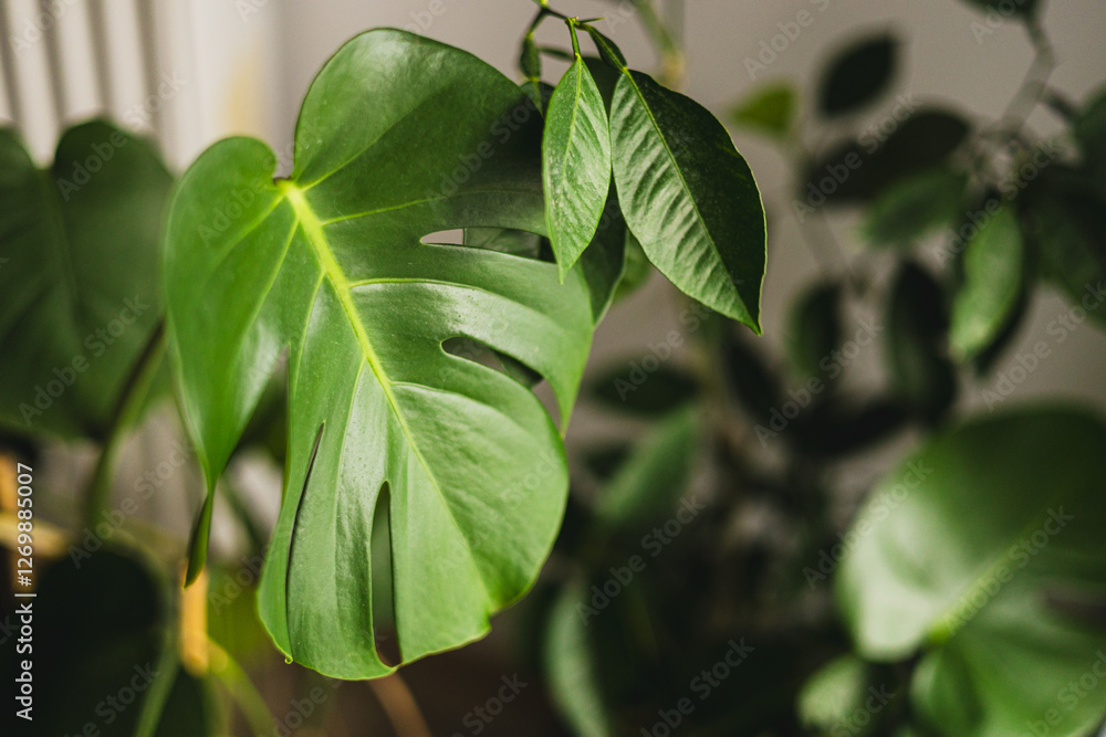 Closeup of glossy perforated leaf of decorative evergreen houseplant Monstera. Exotic tropical philodendron with thin stem and split leaves. Tropical background