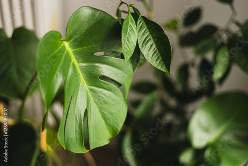 Obraz na płótnie Closeup of glossy perforated leaf of decorative evergreen houseplant Monstera. Exotic tropical philodendron with thin stem and split leaves. Tropical background w salonie