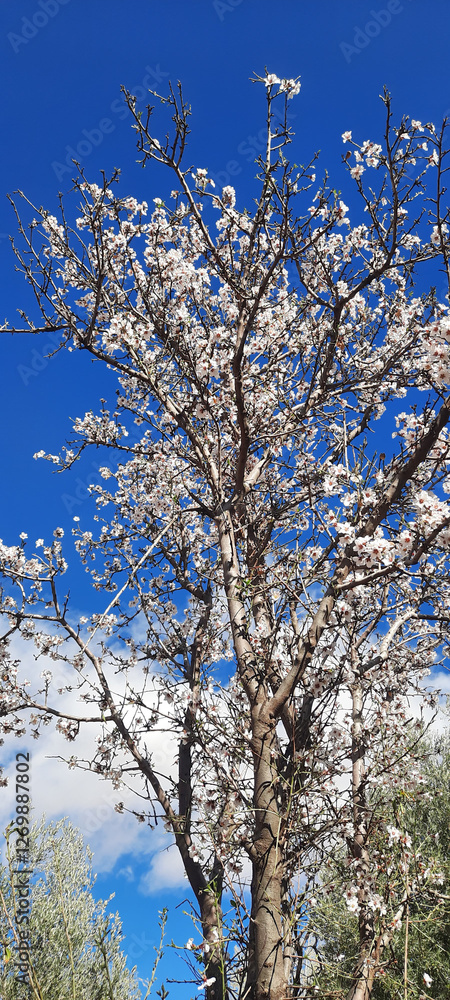 The Arrival of Spring: Almond Tree Blossoms The Arrival of Spring: Almond Tree Blossoms