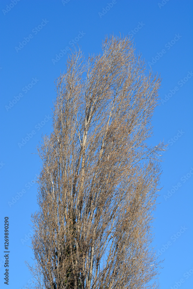 Lombardy poplar branches in winter Lombardy poplar branches in winter