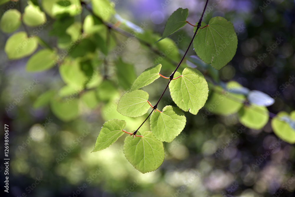 Obraz premium 貴船神社 御神木の桂 京都市左京区