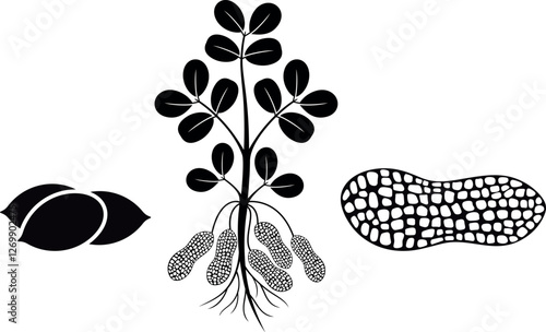 Peanut plant.  Isolated peanut plant on white background