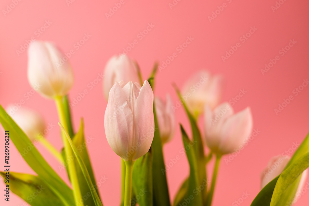 Fototapeta premium Beautiful pink tulips on a pink background. Women's Day March 8