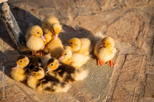 Grupa kaczątek na kamiennej nawierzchni o zachodzie słońca
