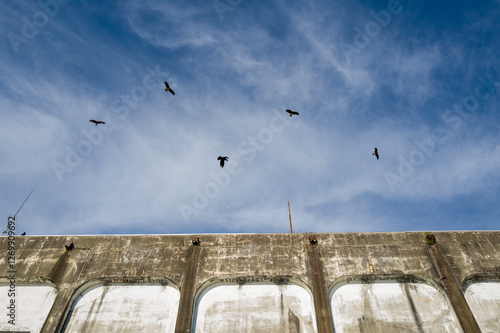 Eagles over the harbor in Nachikatsuura in Asia, Japan, Kansai, Nachikatsuura, in summer, on a sunny day. photo