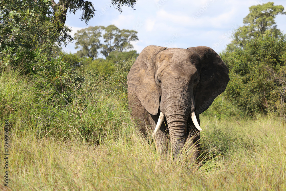 Obraz premium Afrikanischer Elefant / African elephant / Loxodonta africana