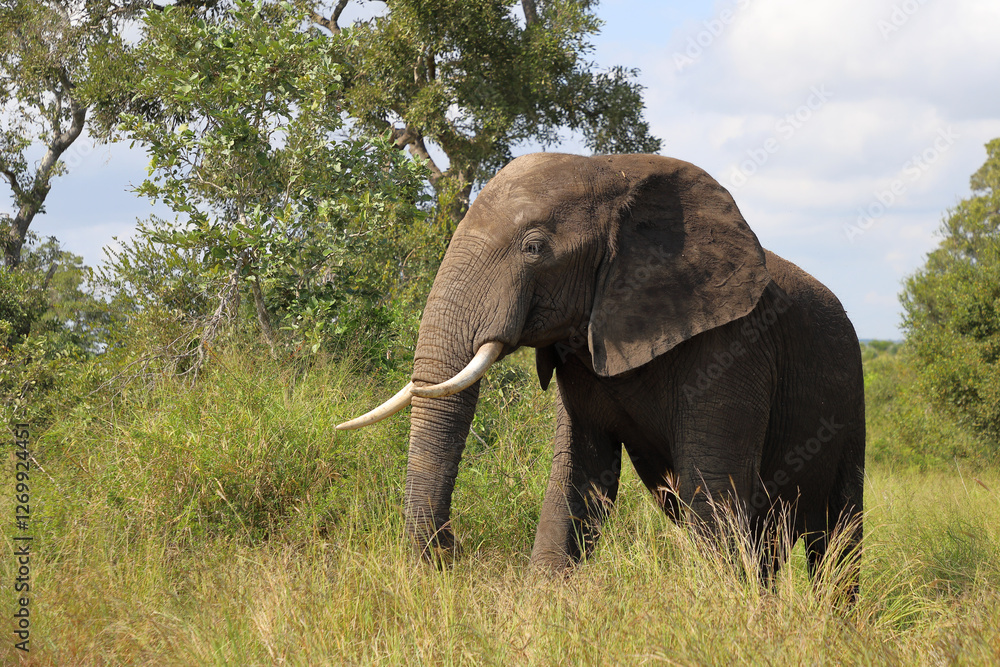 Obraz premium Afrikanischer Elefant / African elephant / Loxodonta africana
