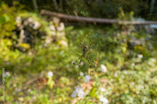 The spider in Ryujin in Asia, Japan, Kansai, Ryujin, in summer, on a sunny day. photo