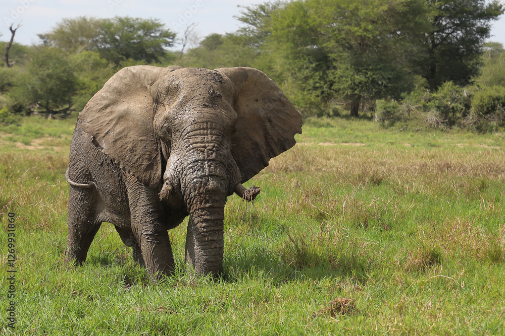 Fototapeta premium Afrikanischer Elefant im Schlamm / African elephant in the mud / Loxodonta africana
