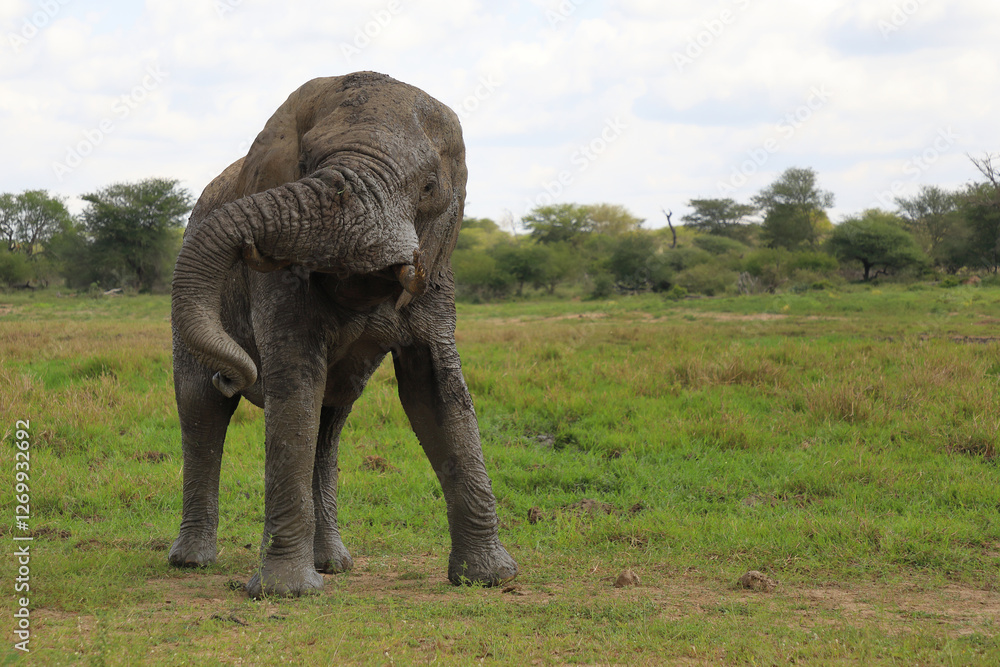 Fototapeta premium Afrikanischer Elefant / African elephant / Loxodonta africana..