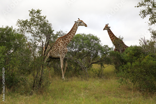Photography Giraffe / Giraffe / Giraffa camelopardalis