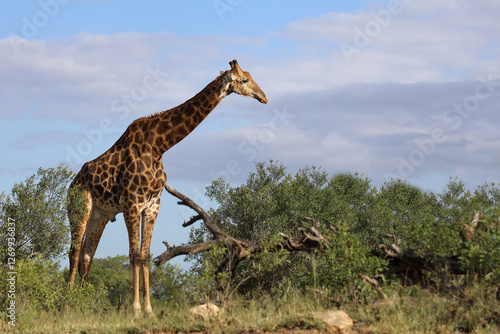 Canvas Print Giraffe / Giraffe / Giraffa camelopardalis