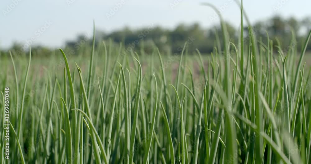 Spring onion leaves.Perfect spring onion shoots with pointed green leaves.The onions are fully grown and ready to be exported and sold.Growing onions in Thailand.Green shallot are fully grown. Spring onion leaves.Perfect spring onion shoots with pointed green leaves.The onions are fully grown and ready to be exported and sold.Growing onions in Thailand.Green shallot are fully grown.
