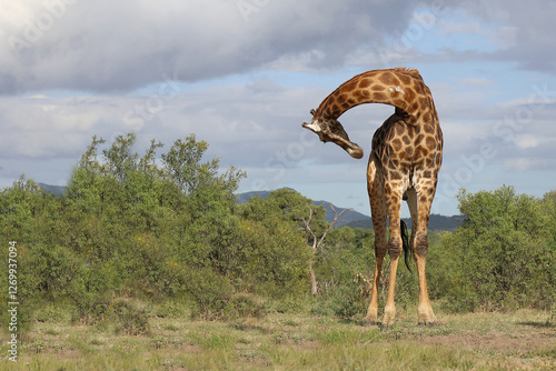 Photography Giraffe / Giraffe / Giraffa camelopardalis