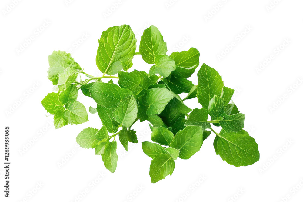 Fresh green mint leaves arranged beautifully on a clean white background capturing natural essence isolated on transparent background Fresh green mint leaves arranged beautifully on a clean white background capturing natural essence isolated on transparent background