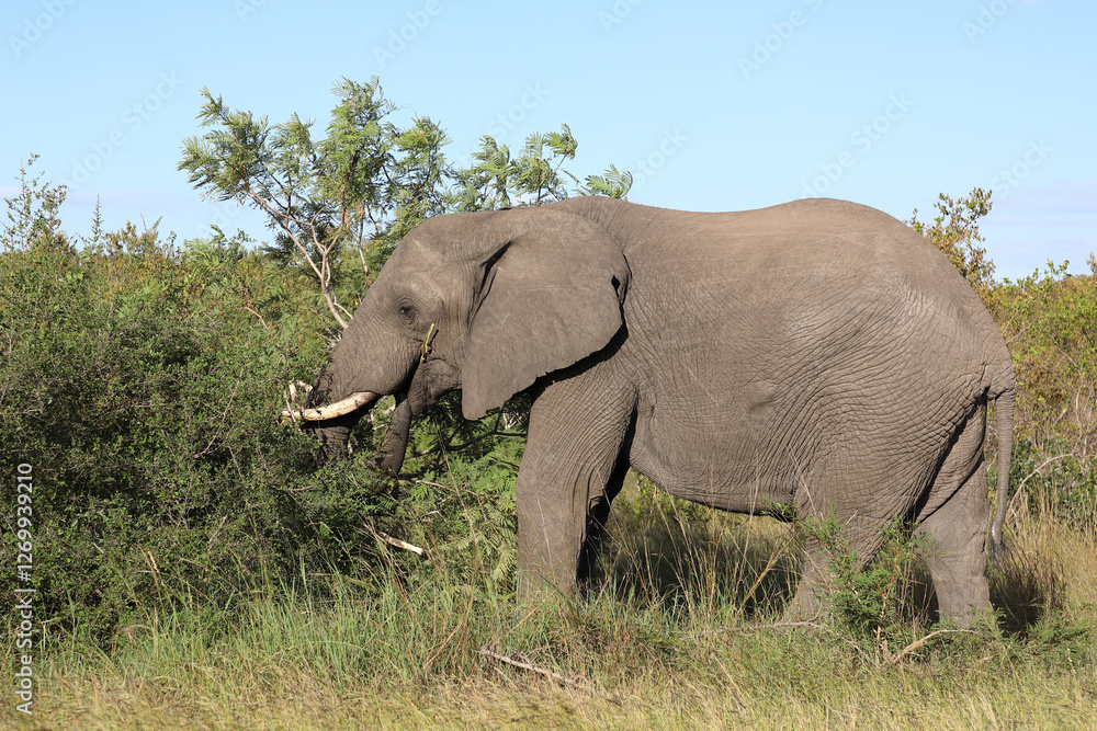 Afrikanischer Elefant / African elephant / Loxodonta africana Afrikanischer Elefant / African elephant / Loxodonta africana