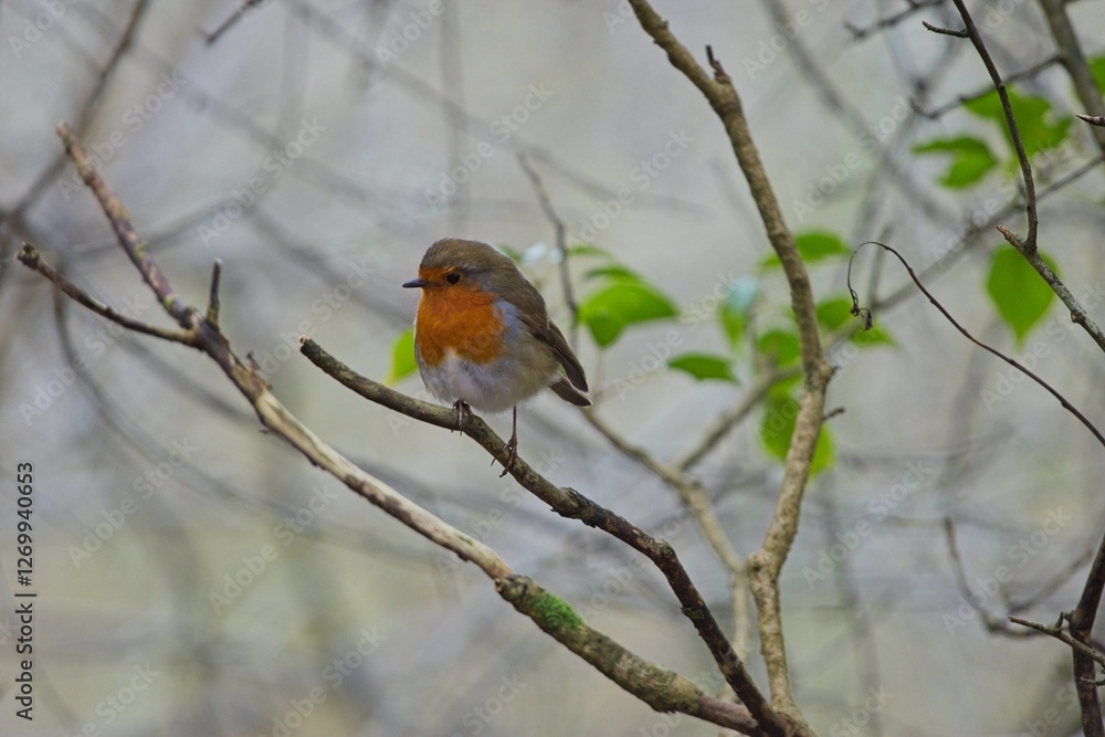 Robin on a branch among trees and bushes in a forest Robin on a branch among trees and bushes in a forest