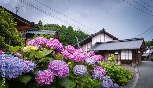 hydrangeas blooming in oirase town in early summer photo