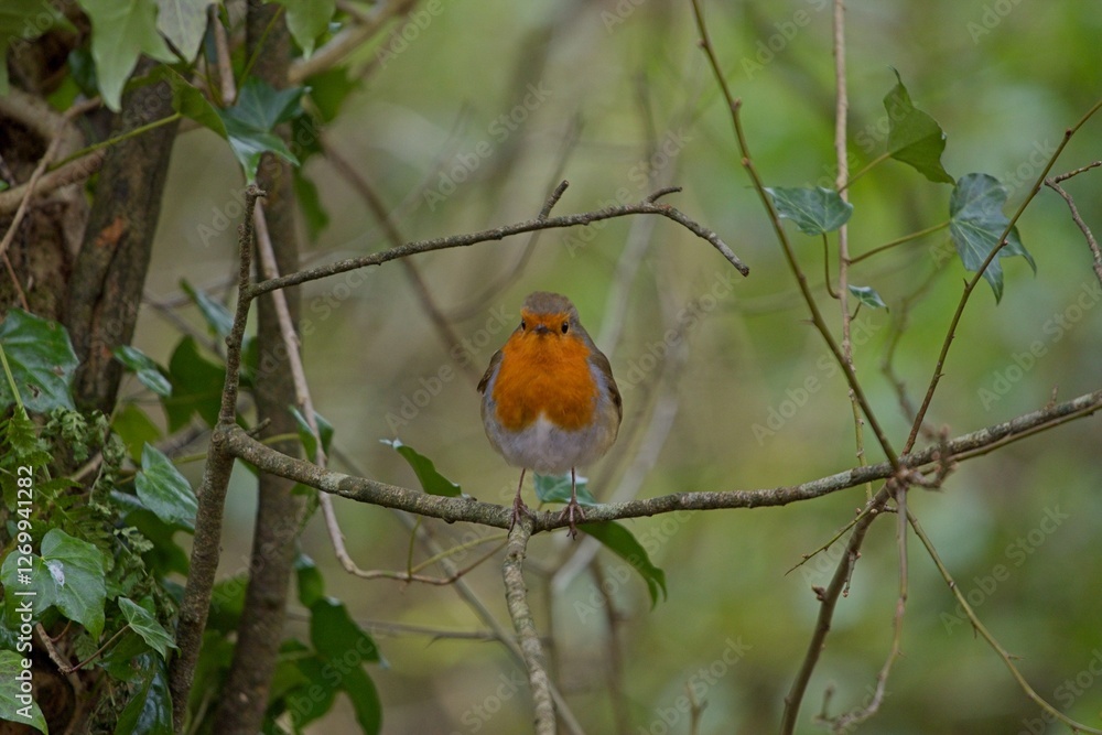 Robin on a branch among trees and bushes in a forest Robin on a branch among trees and bushes in a forest