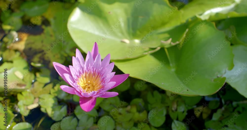 Pink lotus flowers in full bloom.Sunlight shines into the pink lotus flower.Water lilies rose above the water and were in full bloom. Pink lotus flowers in full bloom.Sunlight shines into the pink lotus flower.Water lilies rose above the water and were in full bloom.