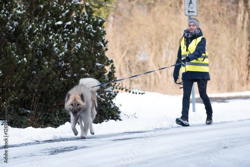 Eurasier arbeitet im Winter als Rettungshund im Mantrailing
