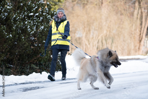 Mantrailing im Winter mit einem Eurasier als Rettungshund in einer Hilfsorganisation