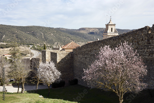 the remaining of medieval walls and castle with blooming almond trees  photo