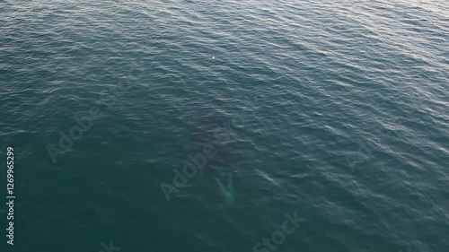 Southern right whales near the cost of peninsula Valdés. Close encounter with right whales. Rare whales are playing on the surface. 