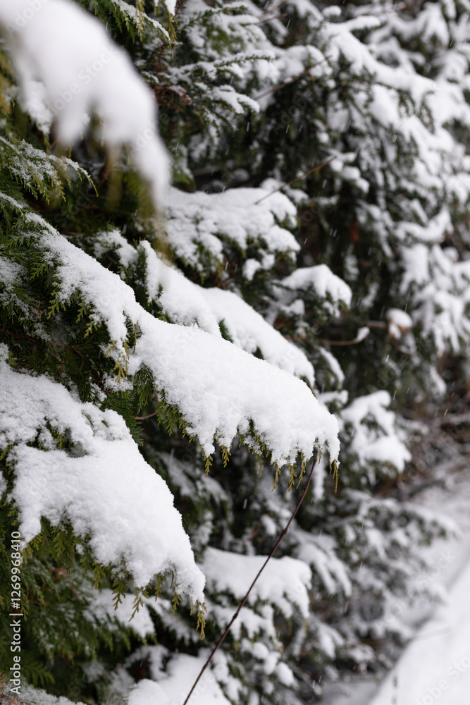 Christmas. Snow-covered branches of the Christmas tree. Snowy winter Christmas. Snow-covered branches of the Christmas tree. Snowy winter