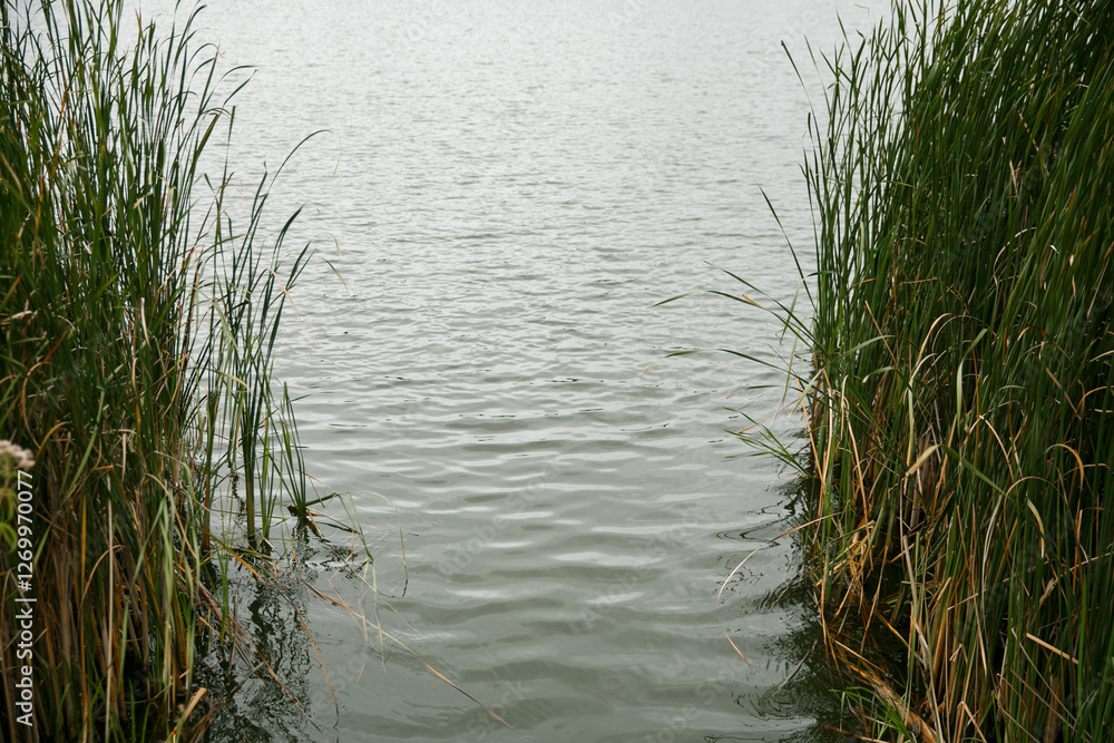 Scenic Lakeside View with Lush Green Reeds and Calm Water on a Cloudy Day Scenic Lakeside View with Lush Green Reeds and Calm Water on a Cloudy Day