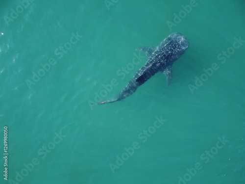 TIBURON BALLENA EN AGUAS CLARAS Y POCO PROFUNDAS photo