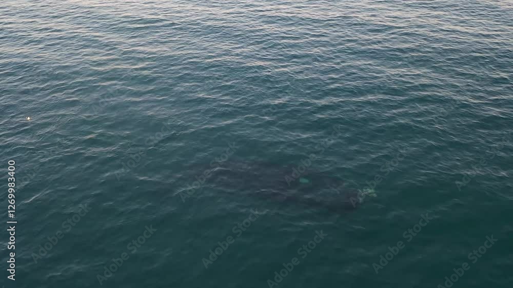 Southern right whales near the cost of peninsula Valdés. Close encounter with right whales. Rare whales are playing on the surface. Southern right whales near the cost of peninsula Valdés. Close encounter with right whales. Rare whales are playing on the surface.