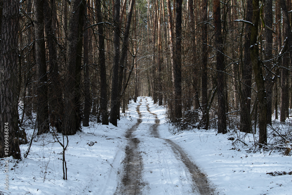 Fototapeta premium A serene winter path winds through a quiet forest, lined with tall trees. The ground is covered in fresh snow, creating a peaceful atmosphere ideal for a winter walk