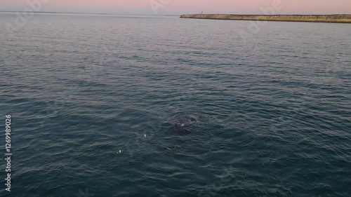 Southern right whales near the cost of peninsula Valdés. Close encounter with right whales. Rare whales are playing on the surface. 