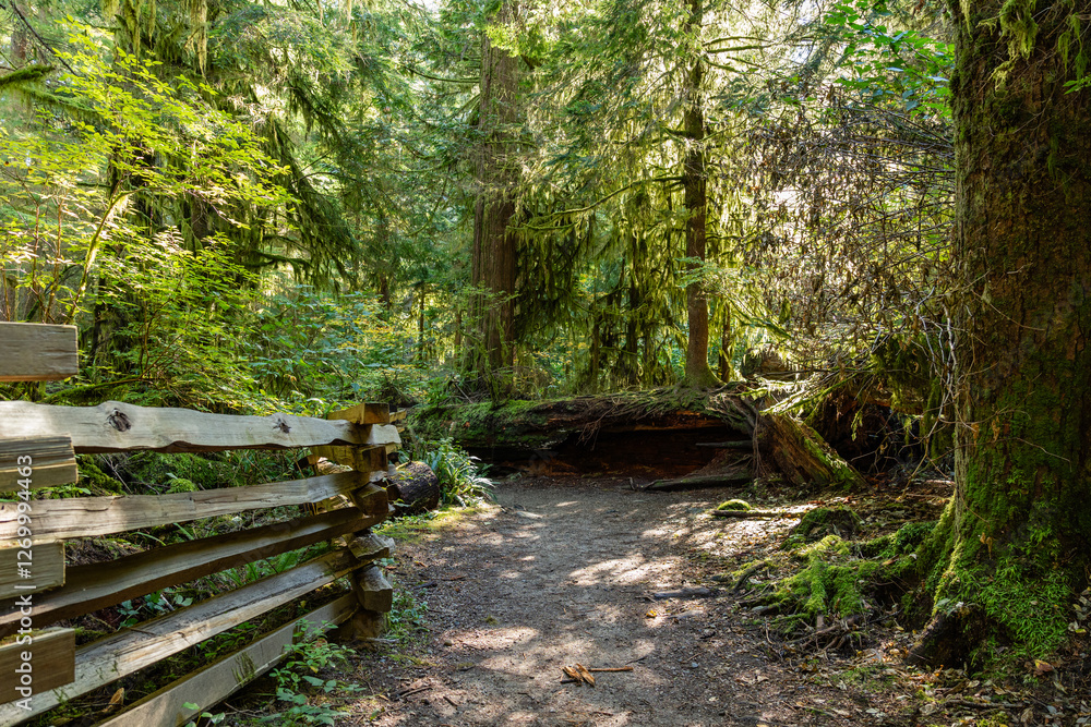 Tropical trees and moss forest in west Canada in October Tropical trees and moss forest in west Canada in October